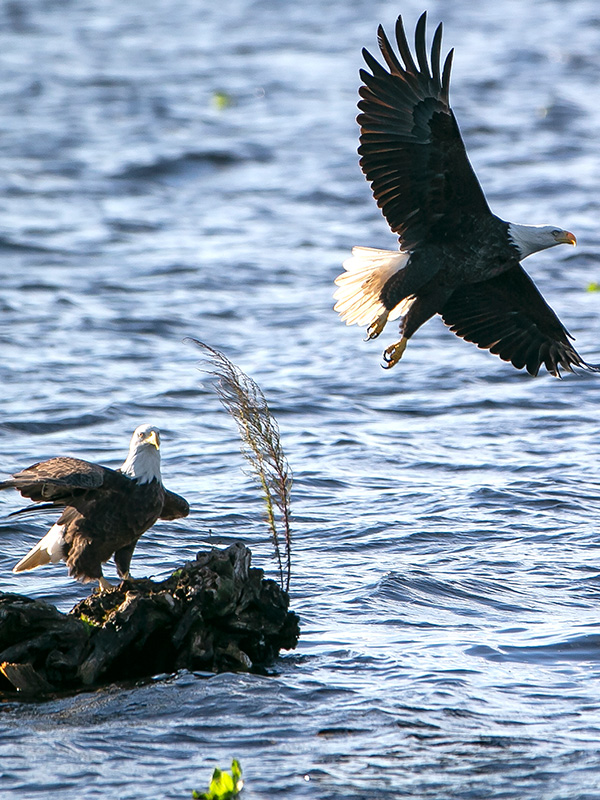 bald eagles in river